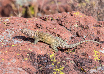 Eastern Collard Lizard female
