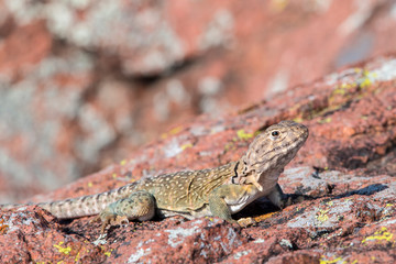 Eastern Collard Lizard female