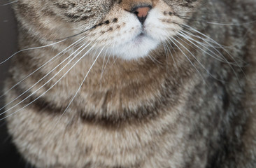 cat  animals pet  mustache feline © Mikhail