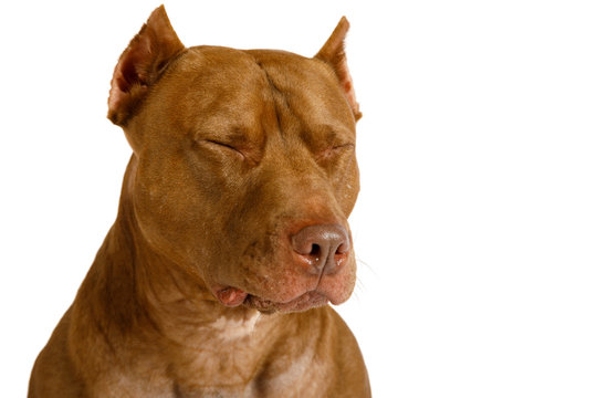 Portrait of a purebred American Pit Bull Terrier dog with his eyes closed