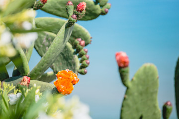 flower, nature, plant, green, red, cactus