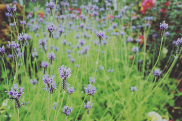 close up beautiful blossoming lavender flower meadow  with retro vintage tone color filter   