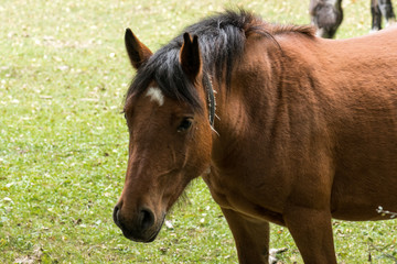 Obraz premium A group of brown and black horses walking through the forest