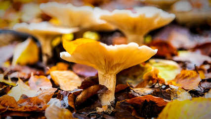 Funnel Mushrooms 0n the Forest Floor
