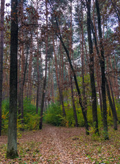 Obraz premium Nature beauty