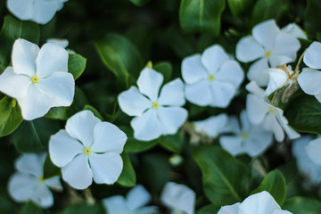 Nature concept: white flowers in the garden, selective focus