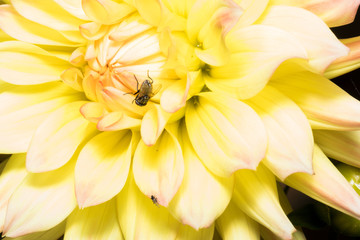 Obraz na płótnie Canvas Photo of a yellow flower with a fly
