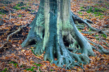 Helsingborg Jordbodalen Woodlands Tree Roots