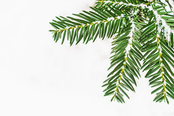Fir tree branch with snow isolated on white background. Holiday Christmas tree close up.