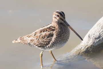 Small long billed bird on a branch in the lake