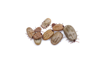 Ticks isolated on white background