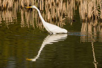 Fototapeta premium A gray heron next to some reeds inside a lake