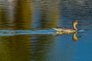 Duck in Water