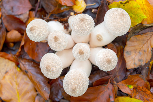 Puff Ball Mushrooms Cluster