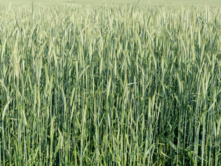 green rye field full frame