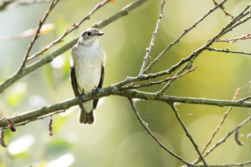 Nice bird flycatcher perched on a tree branch