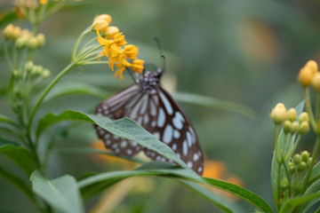 Obraz premium butterfly