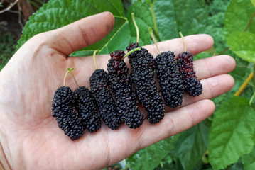 Hand holding different sizes of mulberry