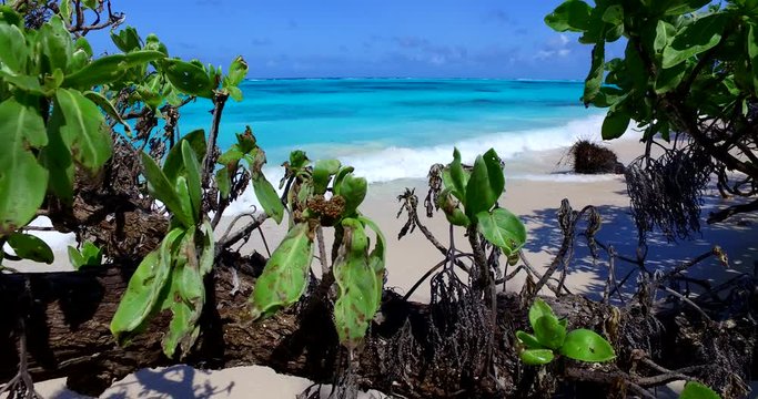 Revealing shot of an exotic beach hidden behind a log, with turquoise waters and nothing in the distance, South Pacific, Bora Bora 4K