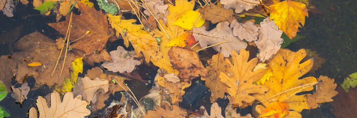 Blätter mit Herbstfärbung auf einer Wasserfläche, Nordrhein-Westfalen, Deutschland, Europa