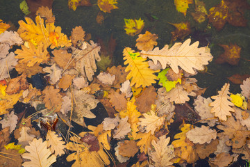 Herbstlich gefärbte Blätter auf einer Wasserfläche, Nordrhein-Westfalen, Deutschland, Europa