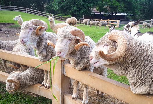 Merino sheep in the farm