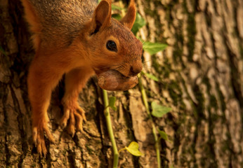 Red squirrel collecting foods for upcoming winter. Portrait of wild red squirrel on tree trunk. Sciulus Vulgaris