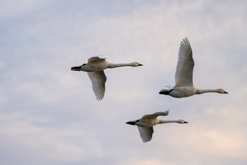 Fototapeta premium 白鳥の飛翔