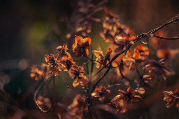 Nature beauty