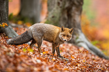 Cute adult red fox, vulpes vulpes, in winter coating facing camera in forest in autumn. Wild predator looking around with blurred beech tree in background.