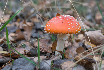 Red fly agarics poisonous mushrooms are also dangerous to the person.