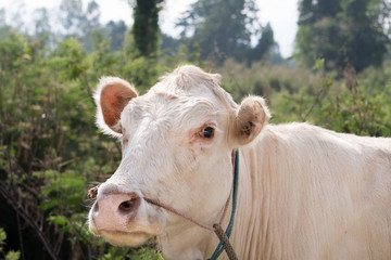The face of a white cow, White cattle living outdoors in nature.