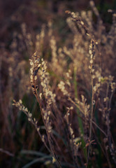 Nature beauty