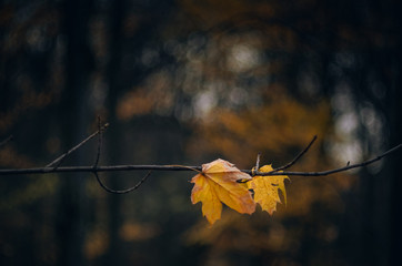 Fading nature in autumn plants