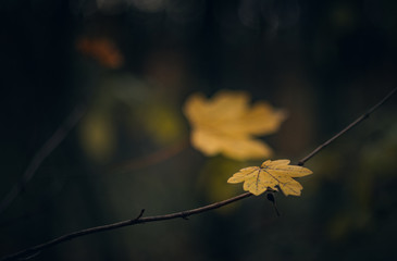 Fading nature in autumn plants