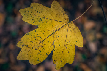 Fading nature in autumn plants