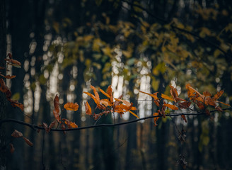 Fading nature in autumn plants