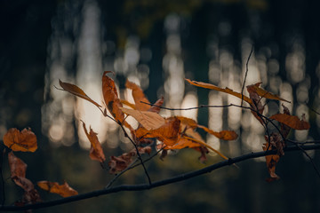 Fading nature in autumn plants