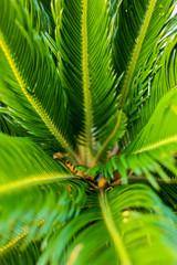 Close up on leaves of palm, selective focus, perfect background