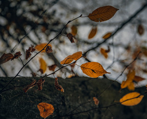Fading nature in autumn plants