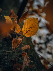 Fading nature in autumn plants