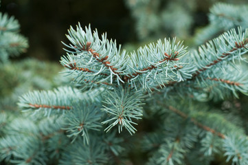 Naklejka na ściany i meble closeup of fir branch in a public garden