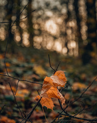 Fading nature in autumn plants