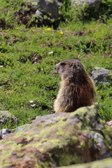 marmot