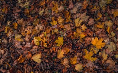 Fading nature in autumn plants