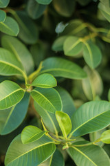 Nature concept: green leaves background, selective focus