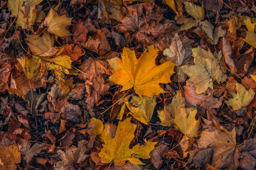 Fading nature in autumn plants