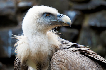 An unusual bird of prey vulture looks away in close-up on a blurred natural background.
