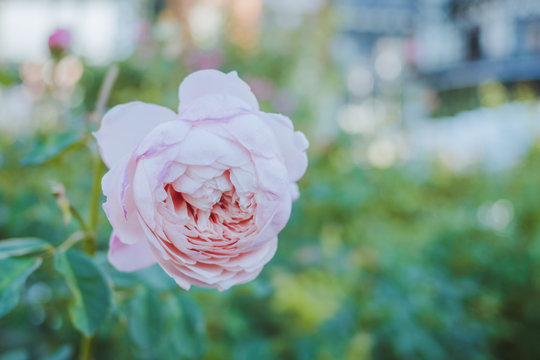 The scent of pink Rose