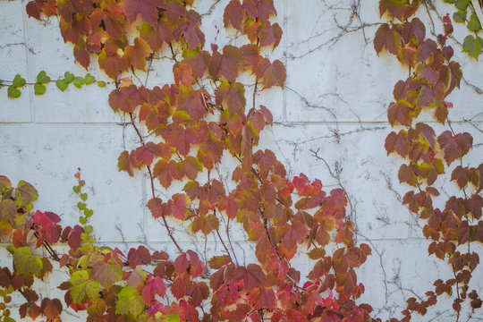 Red leaves in the wall